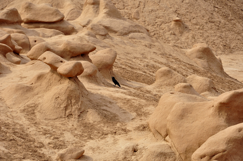 a raven at Goblin Valley State Park